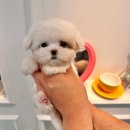 댕스마일 이미지