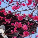 자장암 마애아미타여래삼존상 | 양산 통도사 홍매화