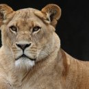 얼룩말식당(평촌점) 이미지