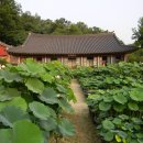 @ 연꽃의 달달한 향연 속으로 ~~ 안산 봉원사 연꽃 나들이 (서울연꽃문화축제) 이미지