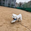 멍찌애견유치원 네이버블로그