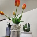 앨리스브로우 이미지