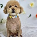 뒹굴댕굴 | 천안 애견미용 잘하는 곳 뒹굴댕굴 푸들미용 하고 온 후기