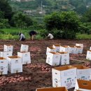 정자나무집민박 이미지