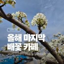 민원농장 | 안성 배꽃길61카페 인생샷명소, 평일 오전 다녀온후기(990원 소금빵 강추)