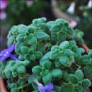 바이올렛 이미지