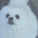 내품안의 반려견 김포점 이미지