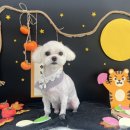 동글동글 애견미용실 이미지