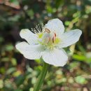 물매화(풀매화 물매화풀, grass of parnassus)꽃 이미지