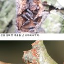 과수 월동해충 방제 적기는 ‘지금’ 이미지