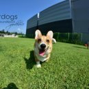 스타독스 이미지