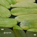 월과(越瓜 ; 월외, 울외), 채과(菜瓜 ; 김치참외) 이미지