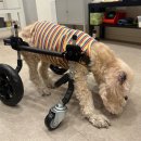 오앤피 | 노견휠체어. 강아지휠체어.펫츠오앤피휠체어. 내돈내산 후기.