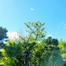 사랑채치킨 이미지