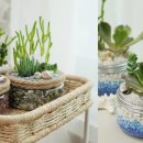 공기정화 &amp; 키우기 쉬운 다육식물 &amp; 플라스틱 재활용 &amp; 책상위에 미니가든 ♻ Plastic Recycling &amp; Succulent, 이미지