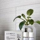 마스크오브미라클 이미지