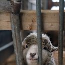 삼차농장 이미지