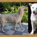 백호켄넬 이미지