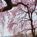 천안 각원사의 수양벚꽃 풍경 이미지