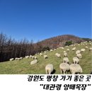 보람목장 | 강원도 평창여행 평창 가볼만한곳 대관령양떼목장 아이랑 유모차끌고 다녀온 후기