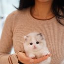 양주고양이분양 모나미네코 옥정신도시점 이미지