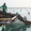 전남도 2023년산 물김 생산액 360억원으로 9% 증가[e미래뉴스] 이미지