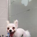 롯데동물병원 이미지