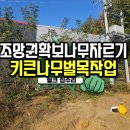 강촌로3L | 나무자르기 조망권확보 키큰나무 벌목 가지치기