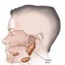 침샘염이란?(원인과 증상) 이미지