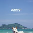 펫프로젝트 이미지