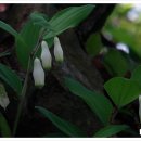 남부 부부시비 이미지