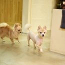 코코 펫 미용 이미지