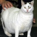 비만고양이 Daum카페