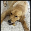 수제간식손수 | 천안 강아지 수제간식 급여 후기 휴먼그레이드 추천