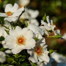 보성강5 이미지