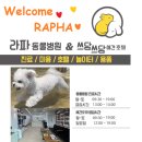 라파동물병원 이미지