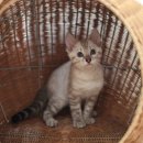 소유뱅갈캐터리 이미지