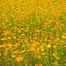 운길산장어 이미지