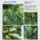 오리나무 Alnus japonica (Thunb.) Steud. 이미지