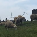 상수 목장 이미지