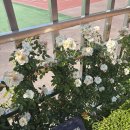 조대 장미축제 가서 사진 수백장 찍고 온 솔직 후기🌹 [기간 5/25(월)까지]