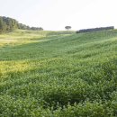 메밀꽃필무렵 이미지