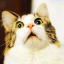 디투스