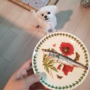 월랑월랑 | 월랑월랑 : 양천구 강아지수제간식, 강아지수제간식클래스가 있는 곳! ♡루키의 생일
