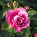 오월의여왕 이미지