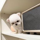 켄넬203 말티푸분양, 미니비숑분양 이미지