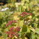 감일문화공원 이미지