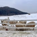 승희목장 이미지