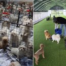 냥냥댕댕 이미지