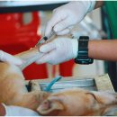 24시 언제나 동물병원 이미지